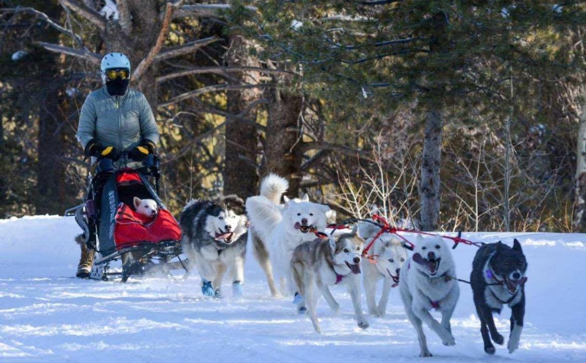 Jean mushing Huskies